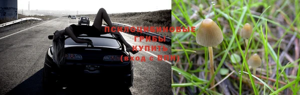 PSILOCYBIN Абинск